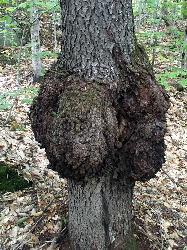 This deformity is called a burl (I think.) It was much larger than it appears in the photo.