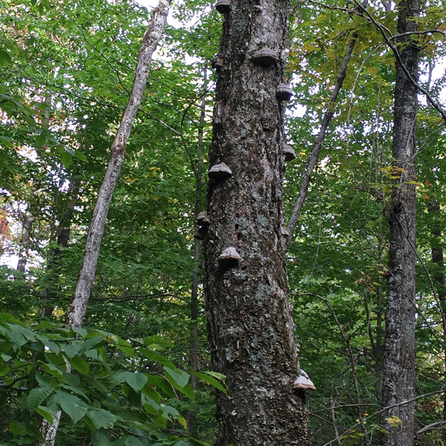 This tree is doomed from all the fungal growth.