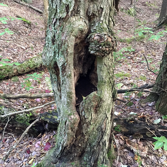 Penny loves to explore openings like this, hoping that a critter is home.