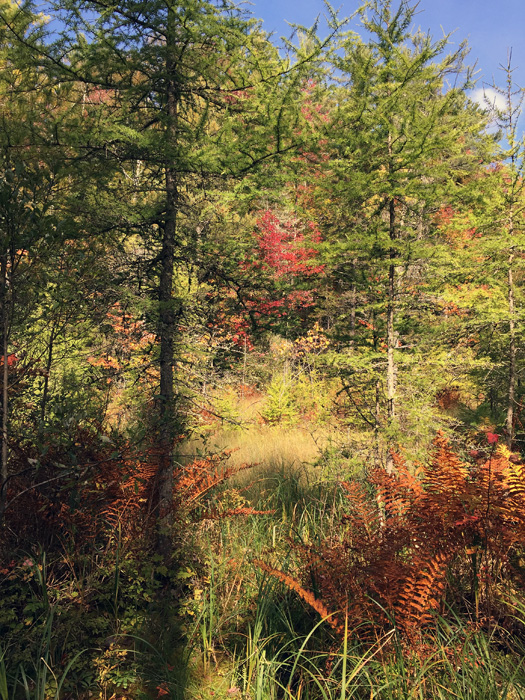 TrailfoliageW