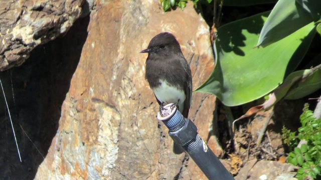 Black Phoebe perching on an old pool pipe, ready to swoop in for some insect snacks.