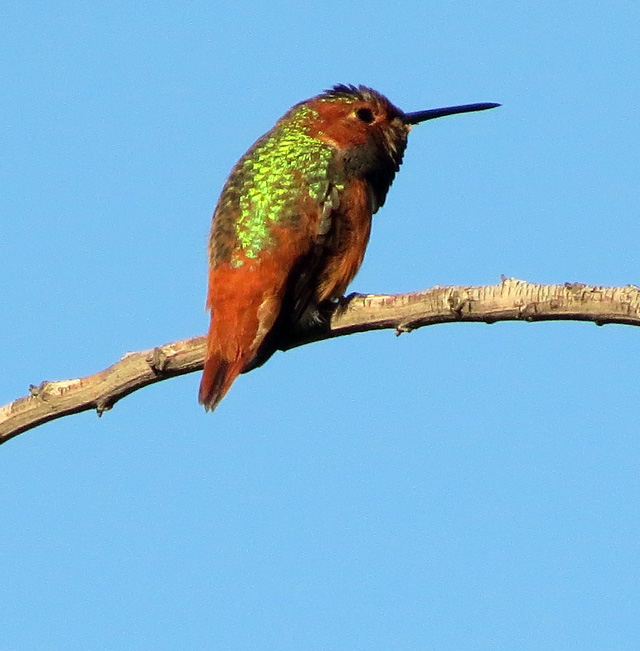 Hummer1W