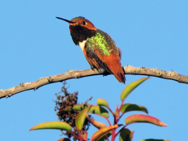 Hummer2W