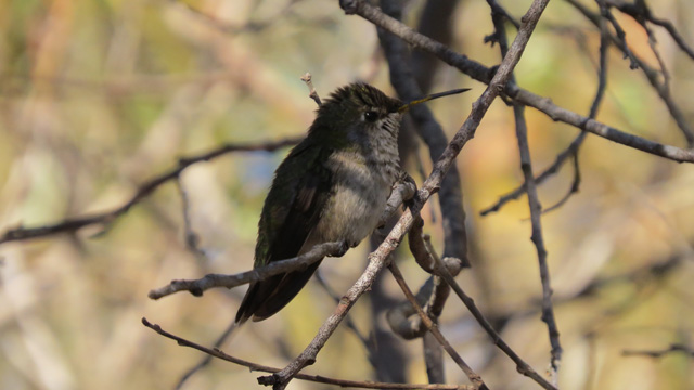 This young Anna's (I think) flew in a perched in the shade of a picture. I was only ten feet away.