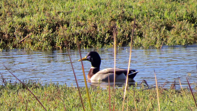This Mallard's head looked iridescent blue in the bright sunlight.