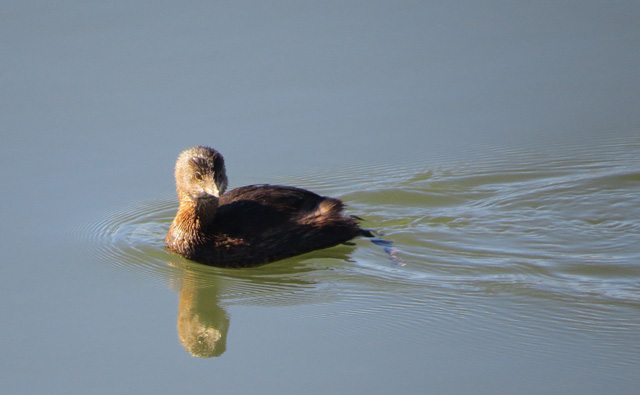 This Pied-billed Grebe cruised in rather closely.