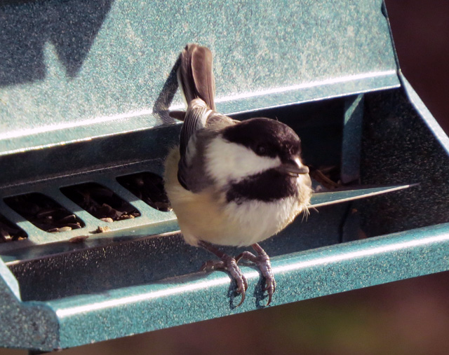Chickadee1W