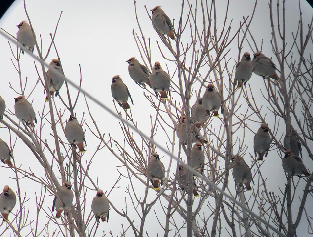 A few of the many Bohemian Waxwings seen on my first real outing of 2016.