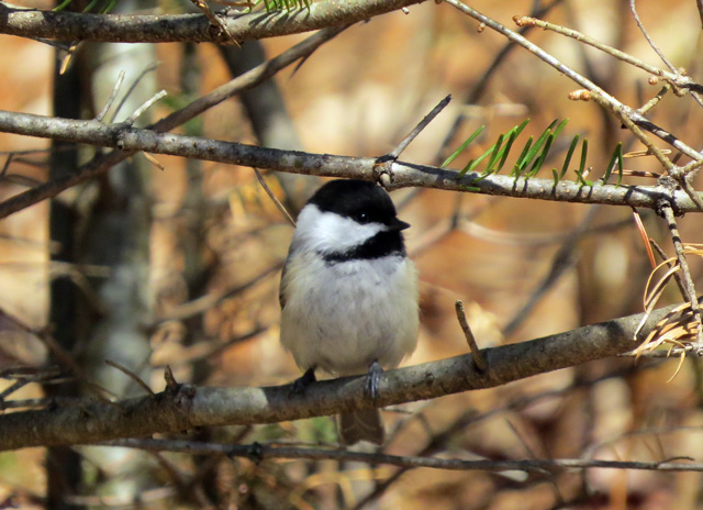 One of our Black-capped Chickadees who is believes in eating local food.