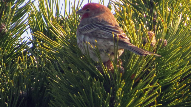Several House Finches were in the shrubbery along the walkway to the beach.