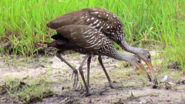 Dozens of Limpkins and their young live in the park and are easy to spot as they forage.