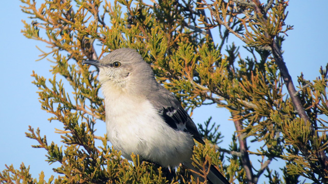 The mockingbirds were going through their repertoire - fun to hear and see.