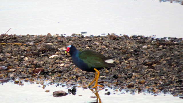 Purple Gallinules are pretty striking looking birds.