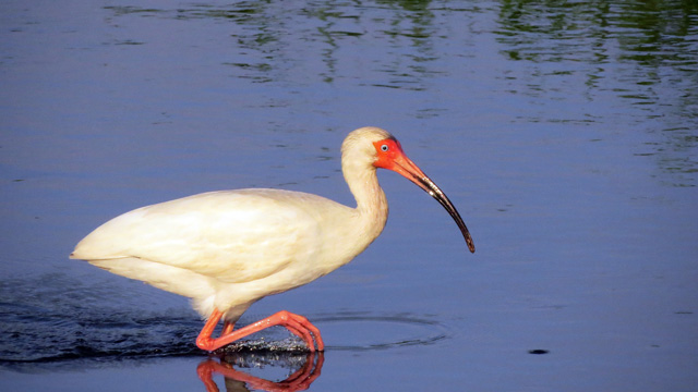 This White Ibis was pretty showy in the early morning light.