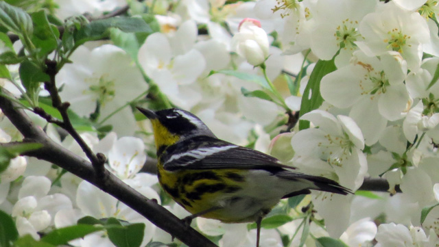 This bouncing Magnolia Warbler reminded me how tough it is to photograph warblers. 
