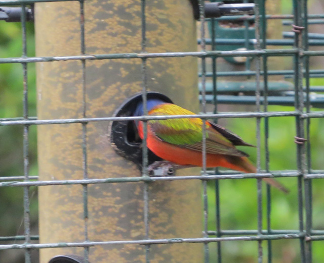 The cage screwed up the autofocus but there are plenty of good shots on the web.