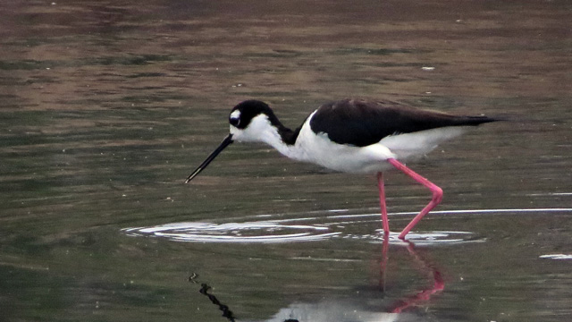 I love the bubble gum colored legs.