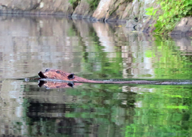 This guy had a stick in its mouth, then it reversed direction and .....