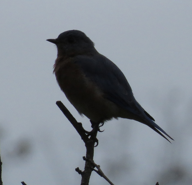 Mystery bird