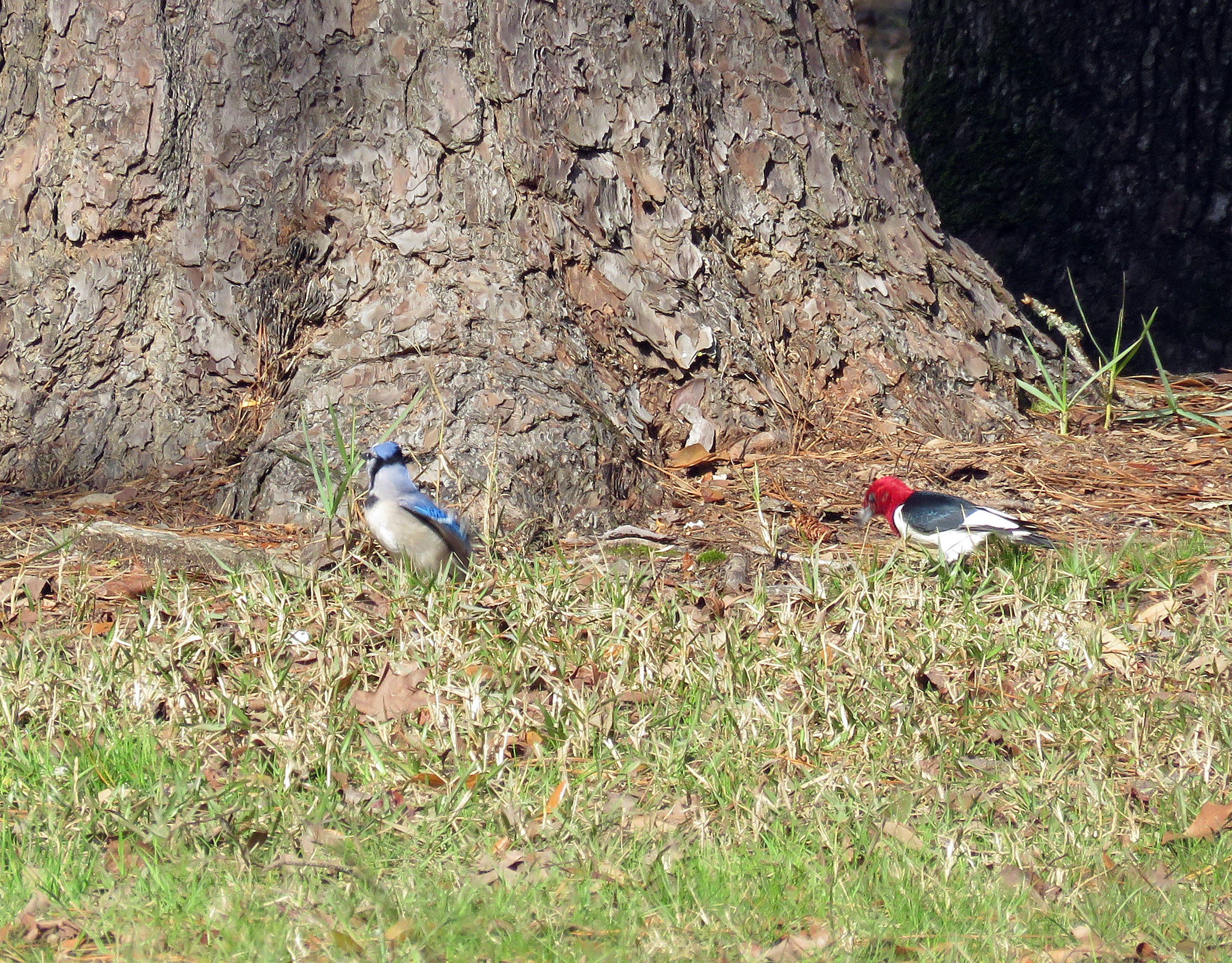RedHeaded Woodpeckers Vermont Birder